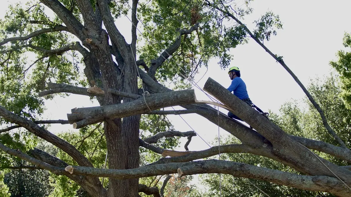 Professional Crown Thinning performed by certified arborists in Saul